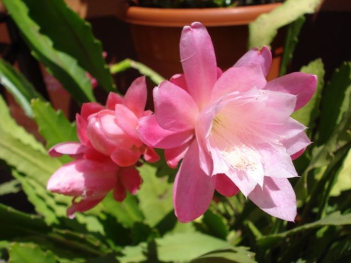 epiphyllum roz (8)