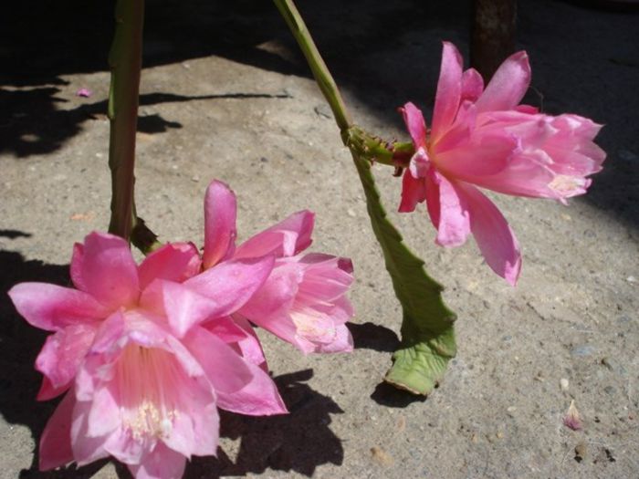 epiphyllum roz (9)