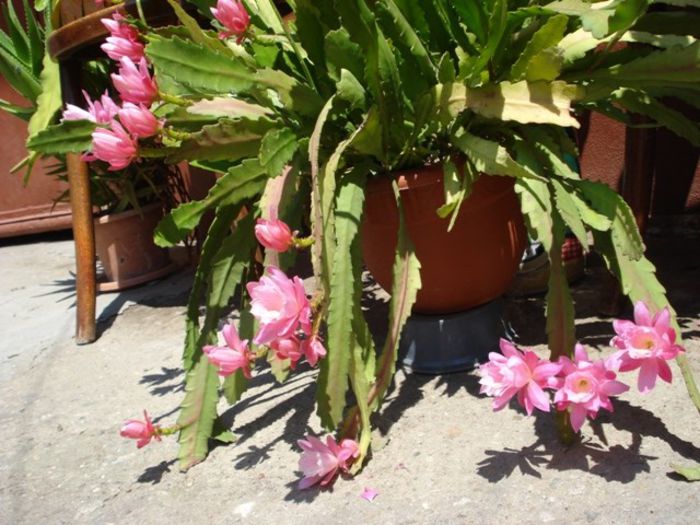epiphyllum roz (10)