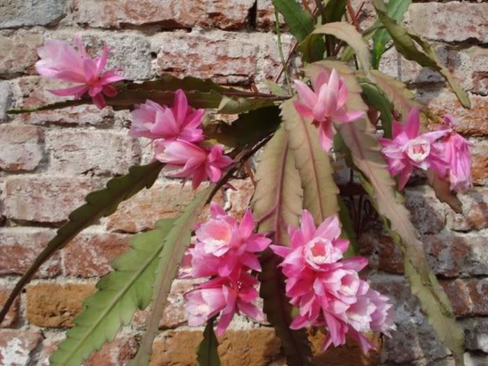 epiphyllum roz (11)