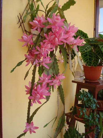 epiphyllum roz (12)