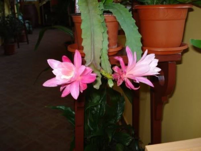 epiphyllum roz (13)