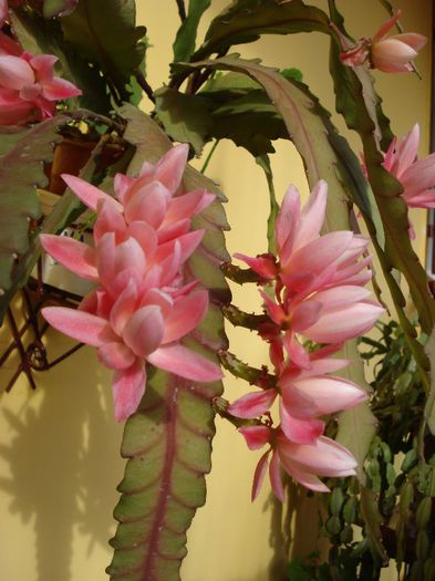epiphyllum roz (14)