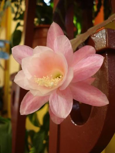 epiphyllum roz (15)