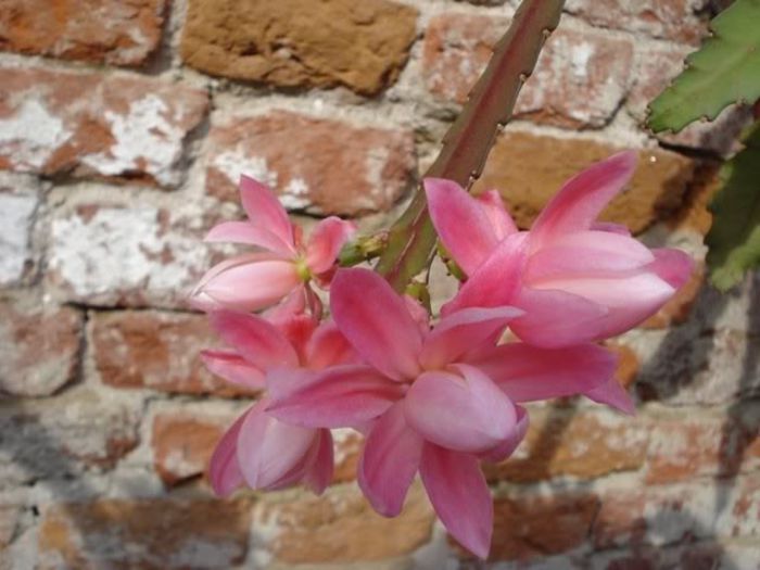 epiphyllum roz (16)