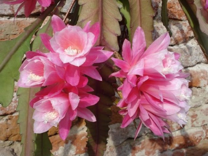 epiphyllum roz 'Miss Muffet'