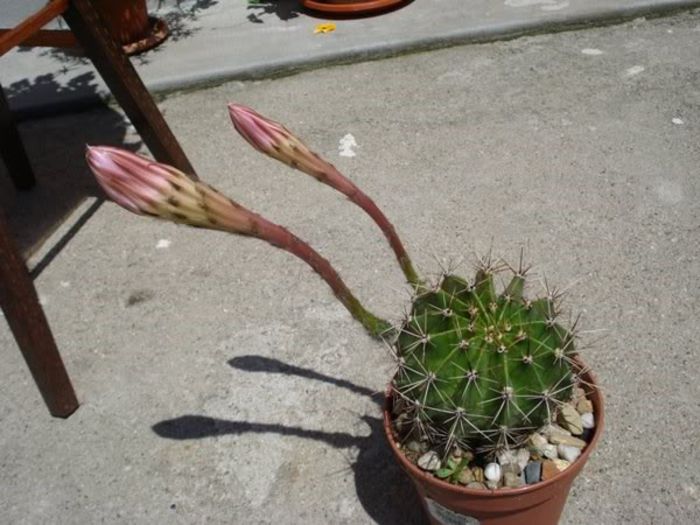 echinopsis (7)