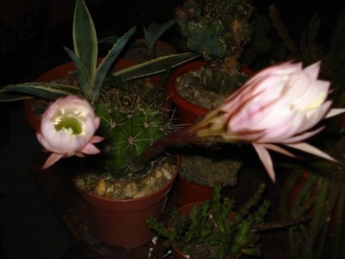 echinopsis (8)