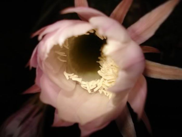 echinopsis (9)