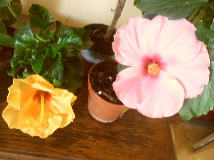 Yelow Kyoto+ Adonicus pink
