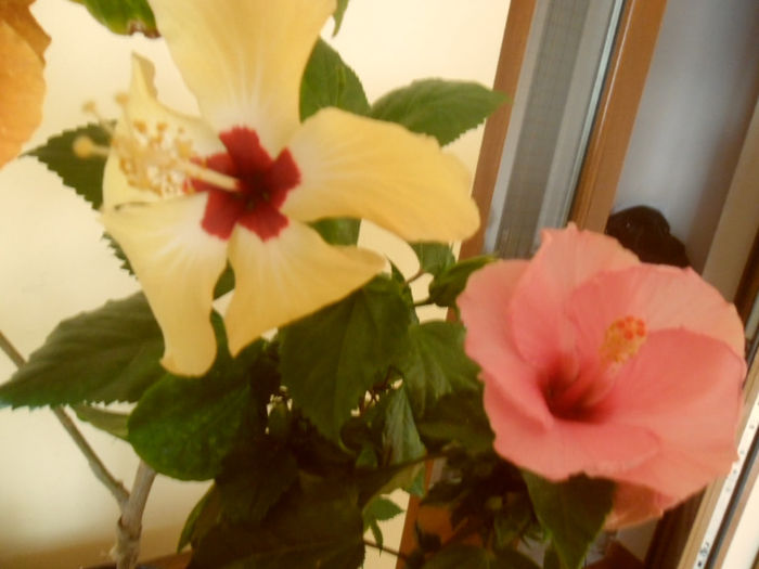 Adonicus Pink + Lutea - Hibiscus 2013-2