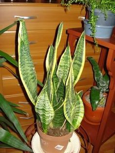 s. trifasciata Laurentii (4) - sansevieria