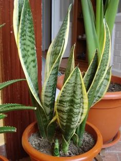 s. trifasciata Laurentii (6) - sansevieria