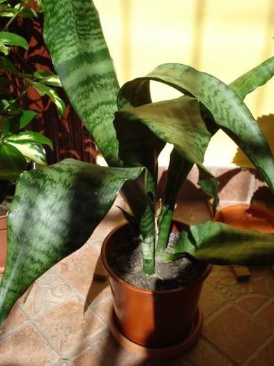 sansevieria (1)