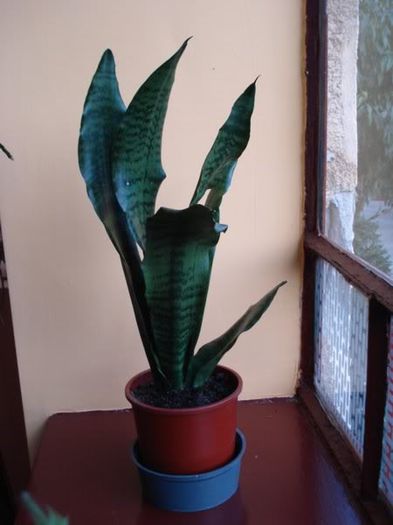 sansevieria (2)