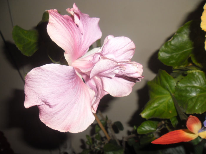 Thunderhead - Hibiscus 2013-2