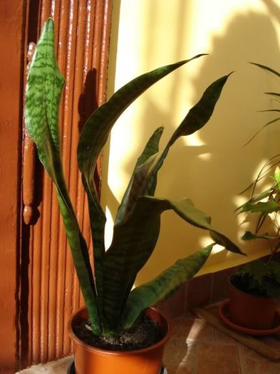 sansevieria (3) - sansevieria