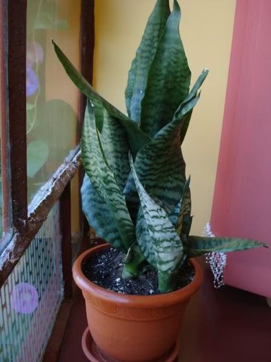 sansevieria (4) - sansevieria