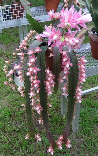 cactus roz - splendori