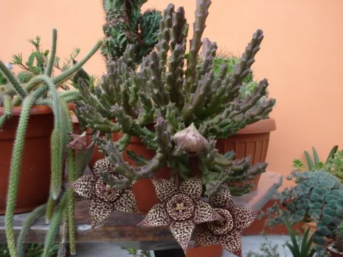 stapelia1 (13)