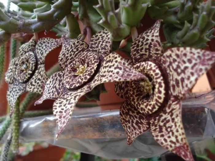 stapelia1 (14)