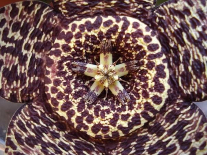 stapelia1 (18) - stapelia variegata