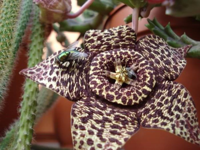 stapelia1 (19) - stapelia variegata