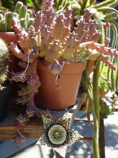 stapelia2 (1)