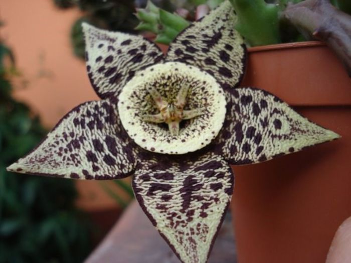 stapelia2 (4) - stapelia variegata