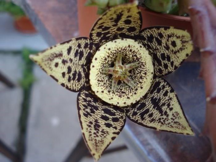 stapelia2 (5) - stapelia variegata