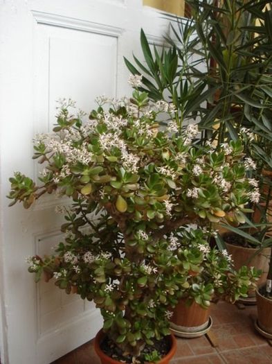 crassula inflorind (2)