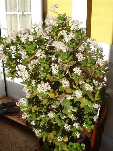 crassula inflorind (3)