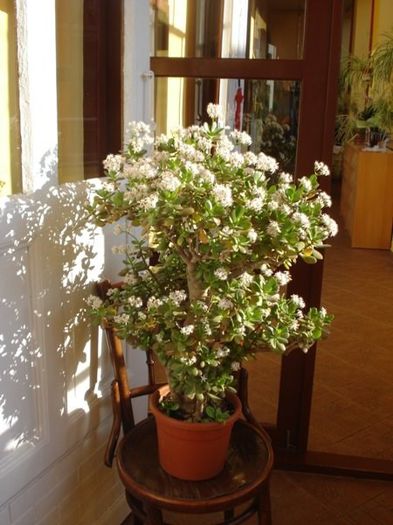 crassula inflorind (4)