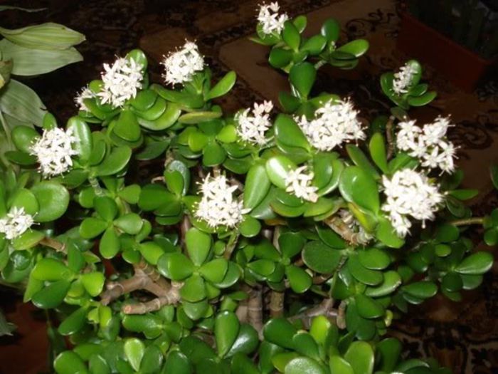 in plina floare (1) - crassula ovata