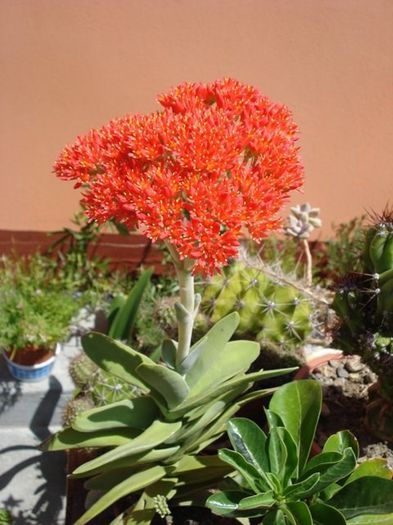 floarea, tot mai deschisa (1)