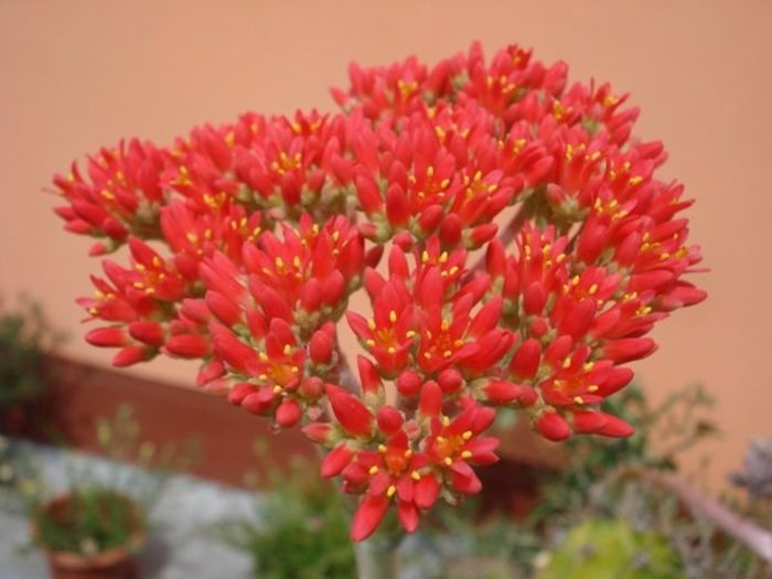 floarea, tot mai deschisa (2)