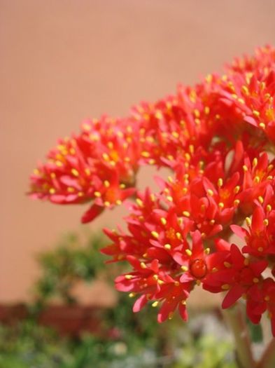 floarea, tot mai deschisa (3)