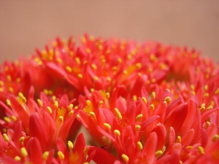 floarea, tot mai deschisa (8)