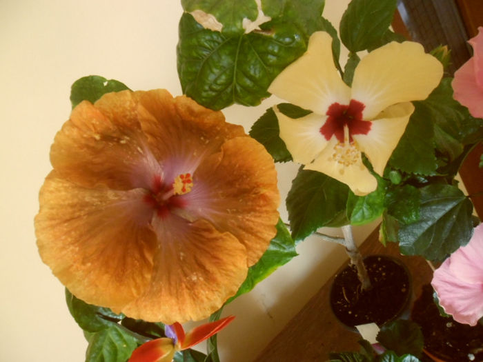 Lutea +Tahitian Sophistication - Hibiscus 2013-2