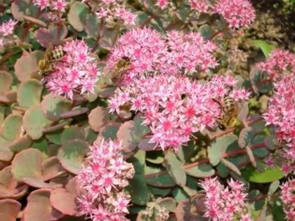 sedum in plina floare (4) - sedum sieboldii