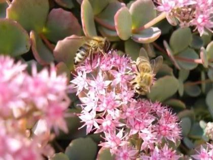 sedum in plina floare (5) - sedum sieboldii