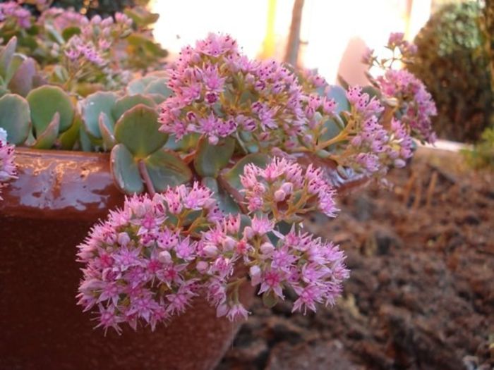 sedum in plina floare (6) - sedum sieboldii