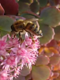 sedum in plina floare (8) - sedum sieboldii