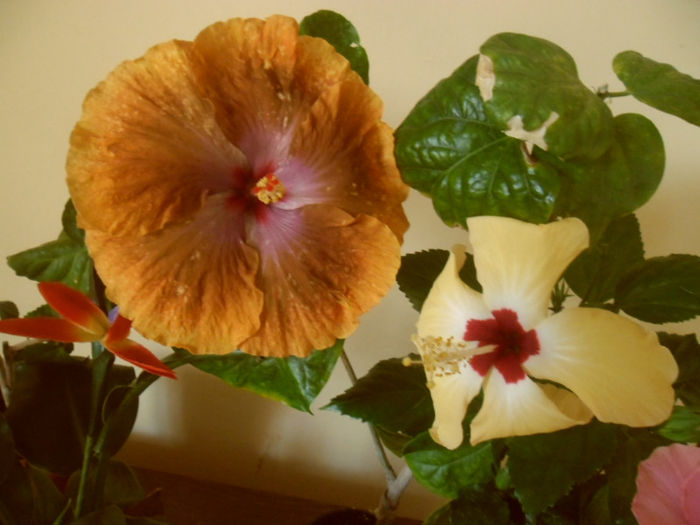 Lutea +Tahitian Sophistication - Hibiscus 2013-2