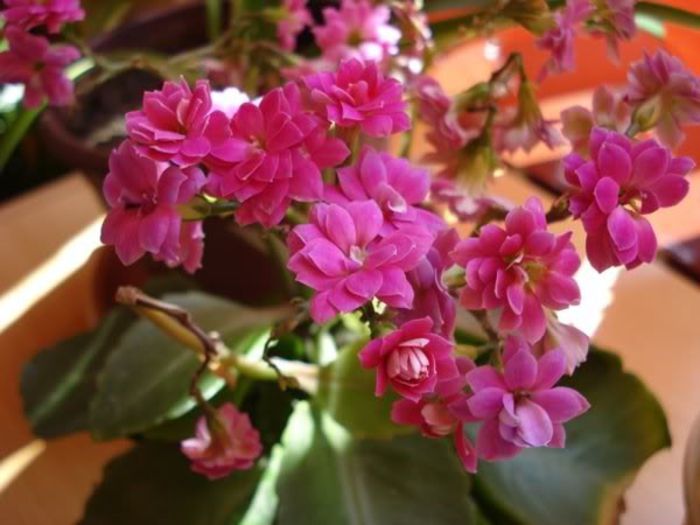 kalanchoe (6) - SUCULENTE