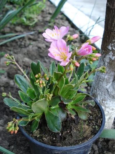 lewisia cotyledon (1) - SUCULENTE