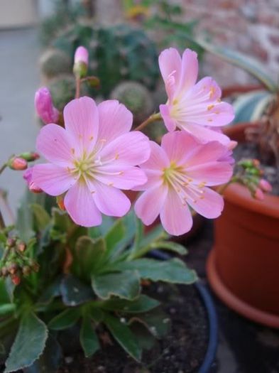 lewisia cotyledon (2) - SUCULENTE