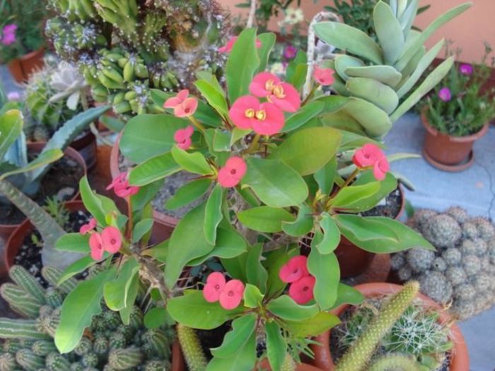 euphorbia milli (2) - SUCULENTE