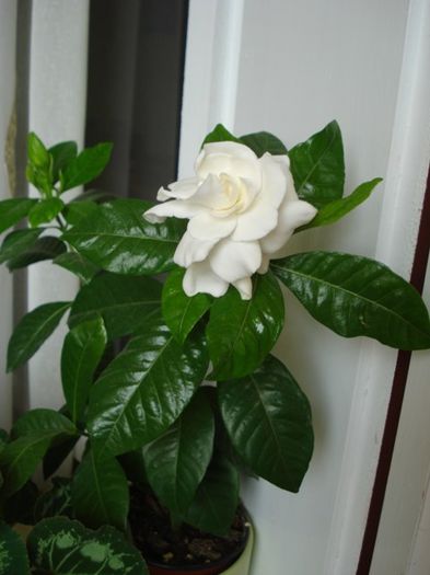 gardenia (2) - PLANTE DE INTERIOR