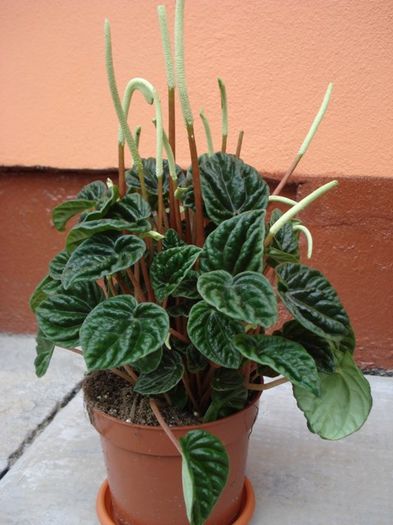 peperomia caperata Emerald Ripple - PLANTE DE INTERIOR